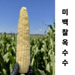 NON-GMO 강원도 영월 찰옥수수 미백2호 특품 찐 냉동 : 강원도래용