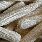 NON-GMO 강원도 영월 찰옥수수 미백2호 특품 찐 냉동 : 강원도래용