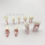 구조 샘플 치위생과 5Pcs치근관펄프강 21 11 내이식실습 M8007 33 34 14 35 RCT 타이포돈트 36 45 모델 44 실습학습교습5Pc 16... 