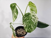 사은농 몬스테라 알보 보르시지아 무늬최상 동일상품배송 희귀식물 사랑과은혜농원 m5 : 사은농