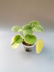 [리프레시] 페페로미아 인카나 (동일상품배송) : leafresh