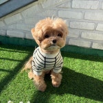 강아지옷 귀쫑긋 골지 티셔츠 XS : 멍멍이셋