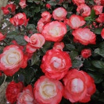 노스텔지어 (Nostalgiet) 노스텔지아 독일 사계 정원 장미 (슈퍼로즈)(비닐포트묘) : 여왕 장미