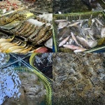 수산 업소용 목재 사각 그물 수족관 150CM 손잡이 일식집 뜰채 1 폭 20cm의 동일한 스타일의 메쉬 백 1 : 홈펀드