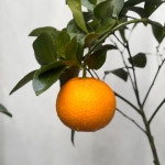 하귤 150cm 양재꽃시장 예림화원 매장 열매 나무 화분 배달 인테리어 대형 공기정화식물 : 양재꽃시장예림화원