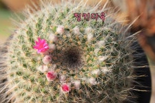 선인장 용옥 대품 꽃피는 식물키우기 다육이 예쁜 아프리카 농장 포트 희귀 플랜테리어 : 핑키다육