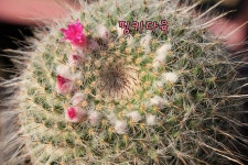 선인장 용옥 대품 꽃피는 식물키우기 다육이 예쁜 아프리카 농장 포트 희귀 플랜테리어 : 핑키다육