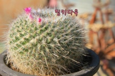선인장 용옥 대품 꽃피는 식물키우기 다육이 예쁜 아프리카 농장 포트 희귀 플랜테리어 : 핑키다육