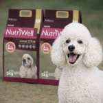 말티푸 스탠다드 토이 푸들 사료 5kg 2개 : 댕그래