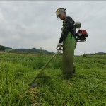 무료배송 수미감자 산지직송 귀농3년차의 진심 [느림보농장] 소, 3kg, 1개 : 느림보농원