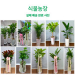 죽전역축하화환 달서구 죽전동개업화분 : 식물농장