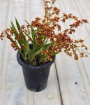 식물교감 환타지아난 온시디움 서양란 난초 화분선물 : 식물교감