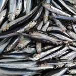 남해멸치액젓 항아리 멸치액젓 옹기 멸치액젖 멸치액 400ml 유리병 : 초록미르