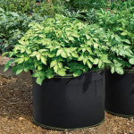 베란다 텃밭 대형 부직포 화분 2p 대파 상추키우기 실내재배화분 가정용재배화분 부직포식물기르기 모종화분 가벼운화분 블루베리화분... 