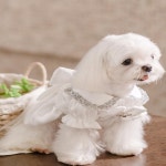 레이스 헴이 있는 프린세스 스타일 강아지 웨딩 요키 테디 포메라니안 말티즈 슈나우저 애완동물 의류 폴리에스터 스커트 : 요물창고