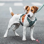 통기성 좋은 중대형견용 크로스보더 리드줄 방폭 기능의 강아지 가슴/등 보호대 야외 활동용 조끼 : 요물창고