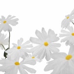 자이언트플라워 데이지 홈 행사 웨딩 포토죤 배경 봄 : 태리네쇼핑