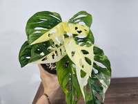 사은농 무늬아단소니 반반무늬 하프문 동일상품배송 사랑과은혜농원 : 사은농