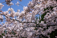 벚꽃축제 군항제 중원로터리 + 여좌천 + 경화역 벚꽃 감상 진해 당일버스여행 : 여행스케치여행사