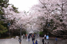 벚꽃축제 군항제 중원로터리 + 여좌천 + 경화역 벚꽃 감상 진해 당일버스여행 : 여행스케치여행사