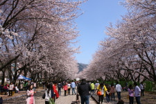 벚꽃축제 군항제 중원로터리 + 여좌천 + 경화역 벚꽃 감상 진해 당일버스여행 : 여행스케치여행사