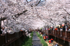 벚꽃축제 군항제 중원로터리 + 여좌천 + 경화역 벚꽃 감상 진해 당일버스여행 : 여행스케치여행사