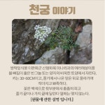 국산 천궁 500g 건재 말린 천궁차 여성 시니어 중년 건강 선물 : 단골스토어