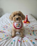 강아지 생일 케이프 턱받이 해피벌스데이 반려견 파티 스카프 기념일 코디 : Roomine