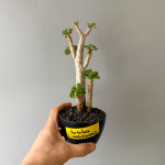 식물행성 녹비단 묵은둥이(미니 바오밥나무) 블랙팟 - 희귀 다육 아프리카 괴근식물 코덱스 : 식물행성