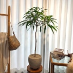 (동일품 배송)알리고무나무 카페인테리어 중품 키우기쉬운 감성식물 반려식물 대형식물 플랜테리어 중소형화분 카페식물 : 식물가게 심다