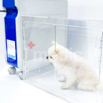 [CU메디칼] 반려동물 반려견 반려묘 강아지 고양이 산소발생기 렌탈 임대 1개월 대여 : 산소발생기 CU메디칼