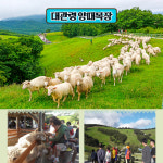 [봄 특선] 대관령 양떼목장 &오대산 월정사 전나무숲길 : 울산출발국내여행