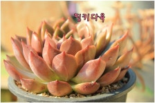 다육이 쉘브루 대품 매혹의창 특이한 고급 귀한 식물키우기 다육식물 농장 포트 : 핑키다육