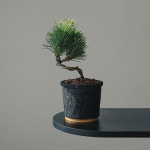 해송분재 와비사비 : 펫플랜트