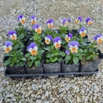 비올라 15개 4세트 60개 랜덤세트 : 만타스109