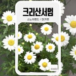 크리산서멈 씨앗 20립 스노우랜드 사이버가든 씨 꽃씨앗 꽃씨 화단 화훼 종자 고급종 국화과 : 슬기로운농약사
