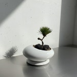 소나무 분재 추위에 강한 미니 해송 곰솔 키우기 : 솔가든