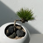 소나무 분재 추위에 강한 미니 해송 곰솔 키우기 : 솔가든