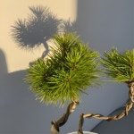 곰솔 소나무 분재 승진 개업 추위에 강한 해송 : 솔가든