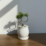 곰솔 소나무 분재 승진 개업 추위에 강한 해송 : 솔가든