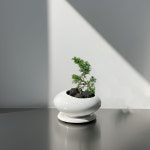 소나무 분재 추위에 강한 미니 해송 곰솔 키우기 : 솔가든