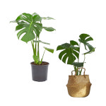 습도조절 공기정화 광택 플랜테리어 초보자추천 강인한 생명력 몬스테라 2개 세트 : 상일유통판매