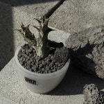 풀집 흑룡각 피엘티지 S 화산석 : pullzip