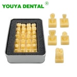 조각 치아 모델, 영구 치과 교육 연구 데모 1.2 배 비교, 28 개/세트 : 디에이치무역.