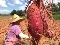 [산지직송] 해남 숙성 꿀고구마 달콤 세척고구마 특상, 5kg, 1개 : 바르게 담은 BADAM