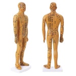 인체 침술 모델, 남성 경락 의료 과학 교육 자료, 드롭쉽, 35cm : 디에이치무역.