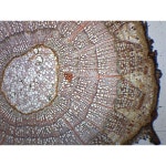 eisco 25개의 준비된 틸리아, 단면 - labs 된 2-3년 줄기 및 교실 25pk 슬라이드 담긴 케이스에 현미경 생물학 팩, 보관 Pack of 25... 