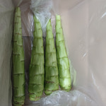 GAP 국내산 궁채 줄기상추 산지직송 신선 아삭한 생궁채 쌈 무침용 1kg : 열혈파머