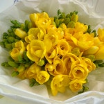 희록플라워 프리지아 10줄기 후리지아 꽃다발 꽃 선물 꽃배달 싼곳 생화택배 작은꽃다발 : 희록플라워