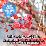 [전남] 광양 매화축제+옥룡사지 동백나무숲(동백꽃) 당일여행(일반/리무진 선택) / 봄꽃축제 / 서울경기出 : 파랑새투어